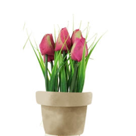 Kunsttulpen paars/groen in verpakking