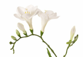 Kunstbloem Freesia wit