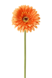 Gerbera oranje