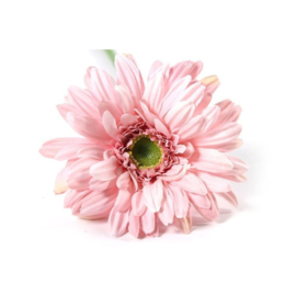 Gerbera roze