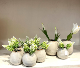 Witte druifjes