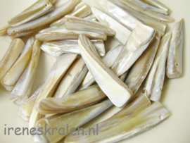 Gwit 008: Schelp 'tandjes', ca 15-30mm