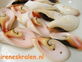 GO 61 Schelp met dubbel rijggat, natuurprodukt, 25-35mm