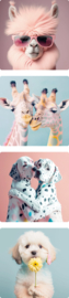 Cadeausticker Party Animal