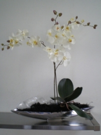 ORCHIDEE WIT