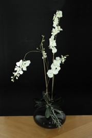 ORCHID STYLE