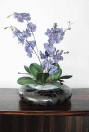 PURPLE ORCHID S1