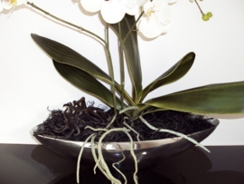 ORCHIDEE WIT