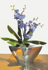 PURPLE ORCHID V1