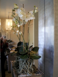 ORCHID ROOTS