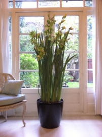 ORCHID SPRING GREEN