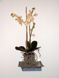 ORCHID ROOTS