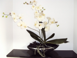 ORCHIDEE WIT