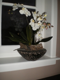 Orchid Robust