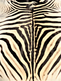 Zebra Hide Burchell A Grade (10)
