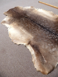 Fallow Deer Hide (81)