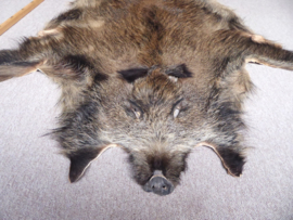 Wild Boar Skin L (23)
