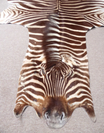 Zebra Hide Burchell A Grade (40)