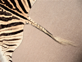 Zebra Hide Burchell B Grade (11)