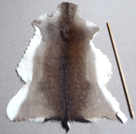 Fallow Deer Hide (2)