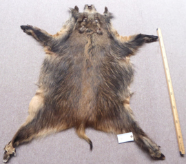 Wild Boar Skin S/M (31)