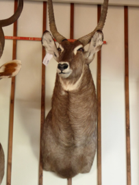 Waterbok Head Mount