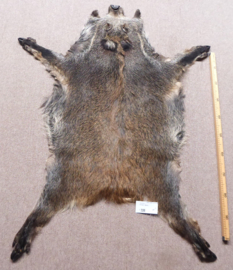 Wild Boar Skin M (27)