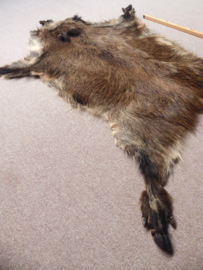 Wild Boar Skin M/L (25)