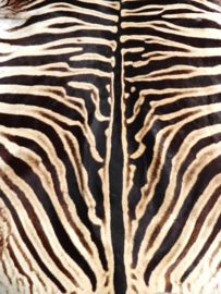 Zebra Hide Burchell A Grade (31)