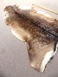Fallow Deer Hide (83)