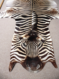 Zebra Hide Burchell A Grade (31)
