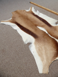 Springbok Hide (9)