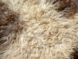 Curled Sheepskin S (12)