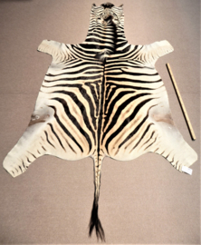 Zebra Hide Burchell A Grade (10)