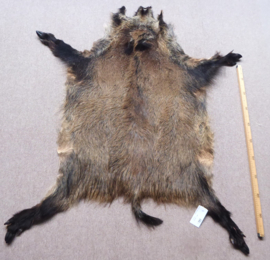 Wild Boar Skin M/L (24)