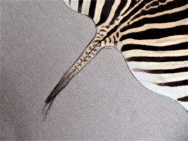 Zebra Hide Burchell B Grade (17)