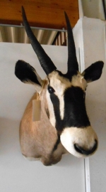 Gemsbok/Oryx Head Mount