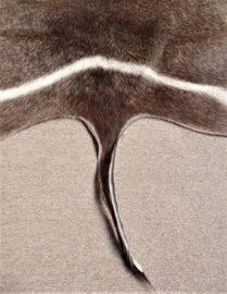 Waterbuck Hide (1)