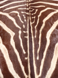 Zebra Hide Burchell A Grade (40)