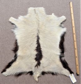 Goatskin (584)