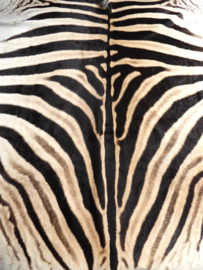 Zebra Hide Burchell A Grade (30)