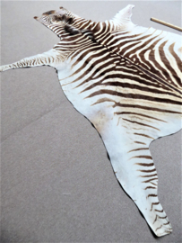 Zebra Hide Burchell C Grade (14)