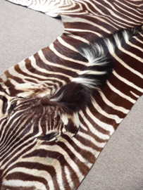 Zebra Hide Burchell A Grade (2)