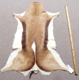 Springbok Hide (11)