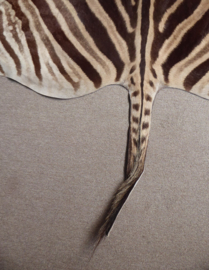 Zebra Hide Burchell A Grade (2)