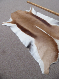 Springbok Hide (6)