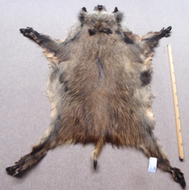 Wild Boar Skin L (23)