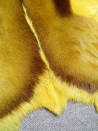 Springbok hide Yellow