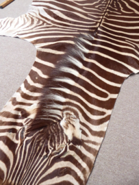 Zebra Hide Burchell A Grade (40)