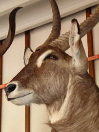 Waterbok Head Mount